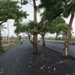 Rs 100 Crore Road Built In Bihar. Problem: Nobody Cut Trees In The Middle