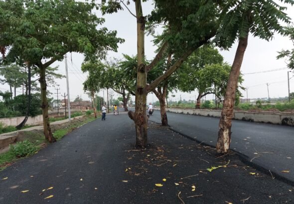 Rs 100 Crore Road Built In Bihar. Problem: Nobody Cut Trees In The Middle