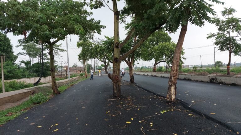 Rs 100 Crore Road Built In Bihar. Problem: Nobody Cut Trees In The Middle