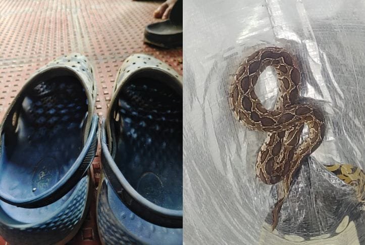 Bengaluru Techie, 41, Dies After Being Bitten By Snake Hiding In Footwear
